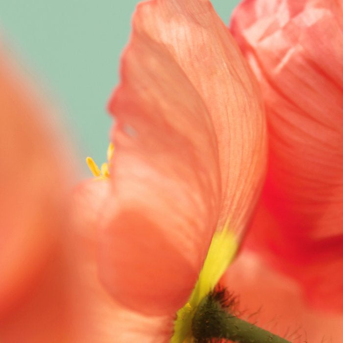 Pastel Poppy # Coffee Mug Gallery Image 2