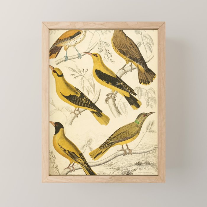 Orioles from The Edinburgh Journal, 1835 (benefitting The Nature Conservancy) Mini Art Print Gallery Image 1