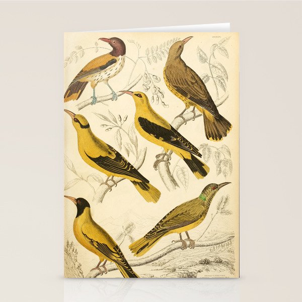 Orioles from The Edinburgh Journal, 1835 (benefitting The Nature Conservancy) Stationery Card Gallery Image 2