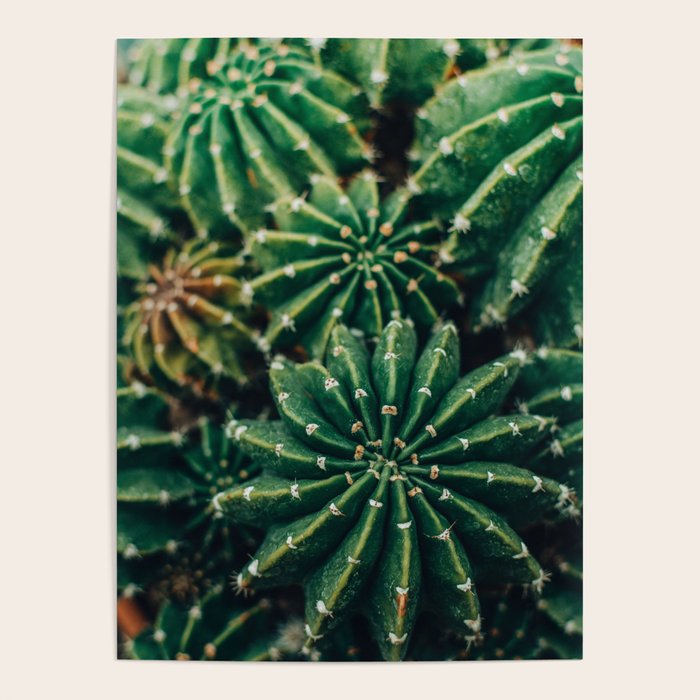 Cactus Study 2 Poster Gallery Image 4