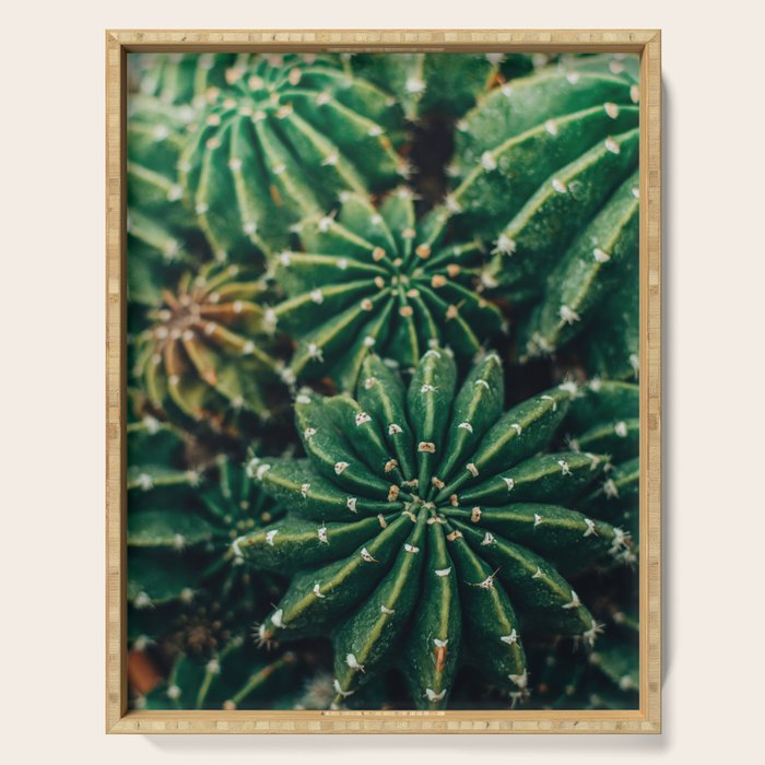 Cactus Study 2 Serving Tray Gallery Image 1