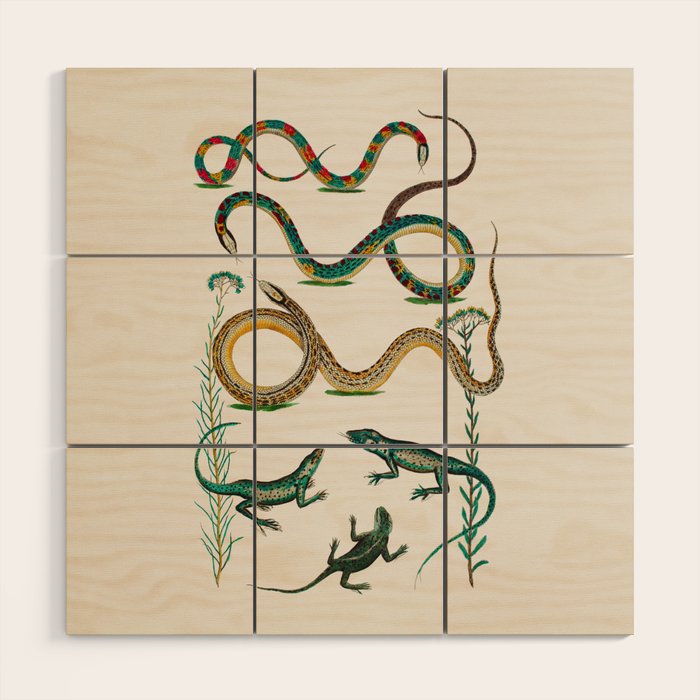 Albertus Seba Snakes And Lizards Teal Wood Wall Art Gallery Image 1