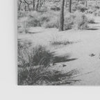 JOSHUA TREE VII / California Desert Poster Gallery Image 3