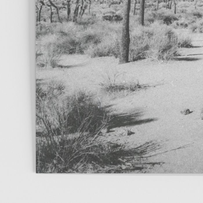 JOSHUA TREE VII / California Desert Poster Gallery Image 3