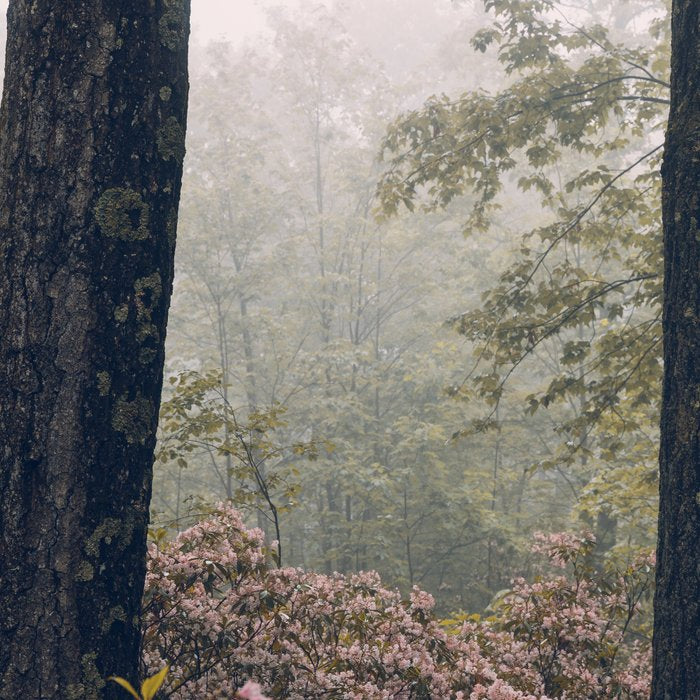 Forest Floral Foggy Wanderlust Adventure Coffee Mug Gallery Image 2