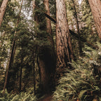 Forest Adventure - Redwood National Park Hiking Coffee Mug Gallery Image 2