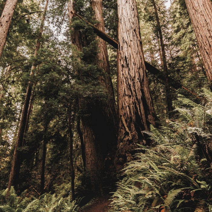 Forest Adventure - Redwood National Park Hiking Coffee Mug Gallery Image 2