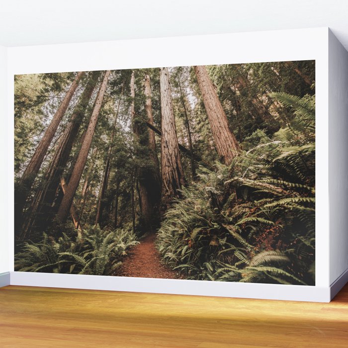 Forest Adventure - Redwood National Park Hiking Wall Mural Gallery Image 2