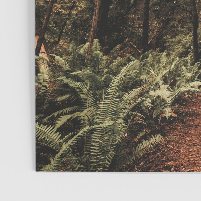 Forest Adventure - Redwood National Park Hiking Poster Gallery Image 3