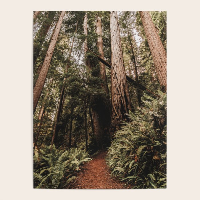 Forest Adventure - Redwood National Park Hiking Poster Gallery Image 4