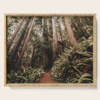 Forest Adventure - Redwood National Park Hiking Serving Tray Gallery Image 1