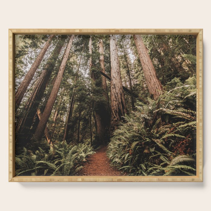 Forest Adventure - Redwood National Park Hiking Serving Tray Gallery Image 1