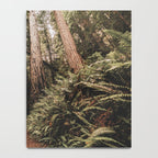Forest Adventure - Redwood National Park Hiking Notebook Gallery Image 4
