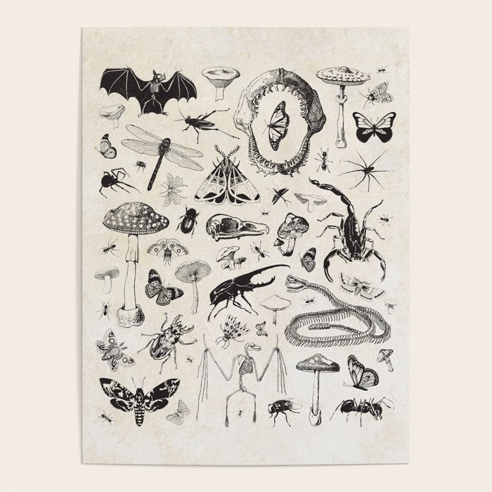 Bones, Bugs, Botanicals Poster Gallery Image 4