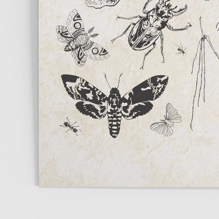 Bones, Bugs, Botanicals Poster Gallery Image 3