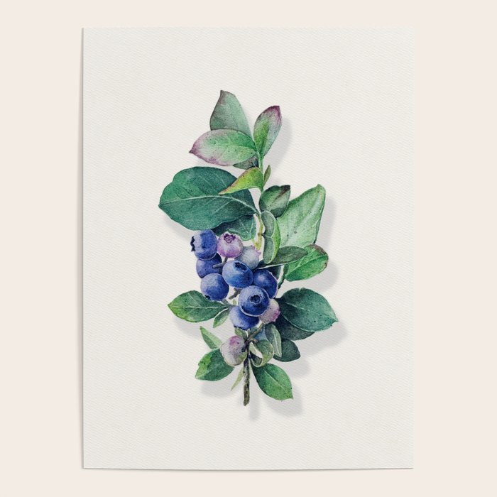 Blueberry branches painted in watercolor Poster Gallery Image 1