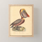 Ornithological illustration from "La Galerie de Oiseaux" ("Bird Gallery"), 1825 Mini Art Print Gallery Image 1