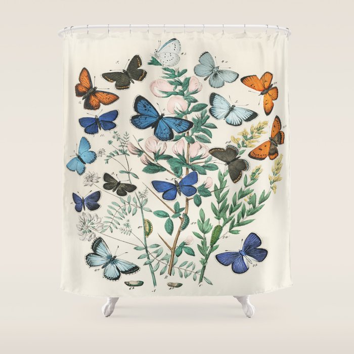 Vintage Scientific Illustration Butterfly Botanical Floral Lithograph Encyclopaedia Diagrams  Shower Curtain Gallery Image 1
