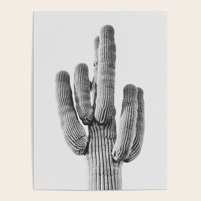 DESERT CACTUS XIX / Scottsdale, Arizona Poster Gallery Image 4