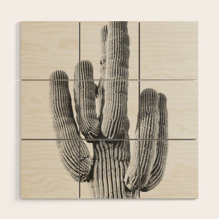 DESERT CACTUS XIX / Scottsdale, Arizona Wood Wall Art Gallery Image 1