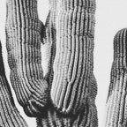 DESERT CACTUS XIX / Scottsdale, Arizona Coffee Mug Gallery Image 2