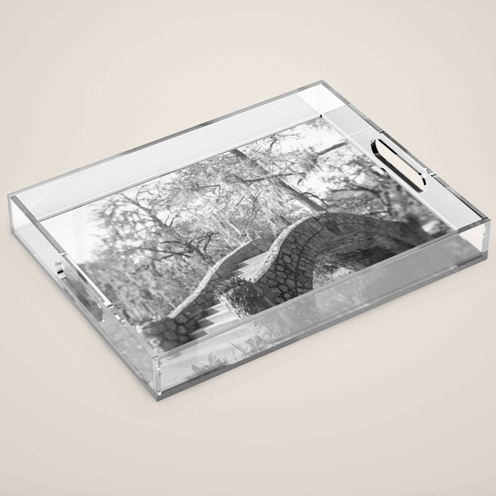 New Orleans City Park black and white photography Acrylic Tray Gallery Image 1