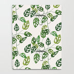 Monstera obliqua interior plant Notebook Gallery Image 4
