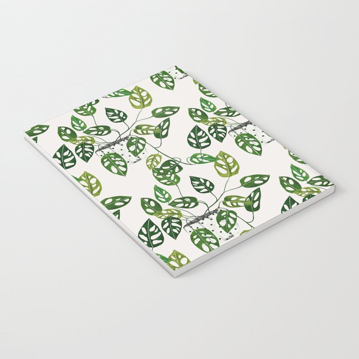 Monstera obliqua interior plant Notebook Gallery Image 3