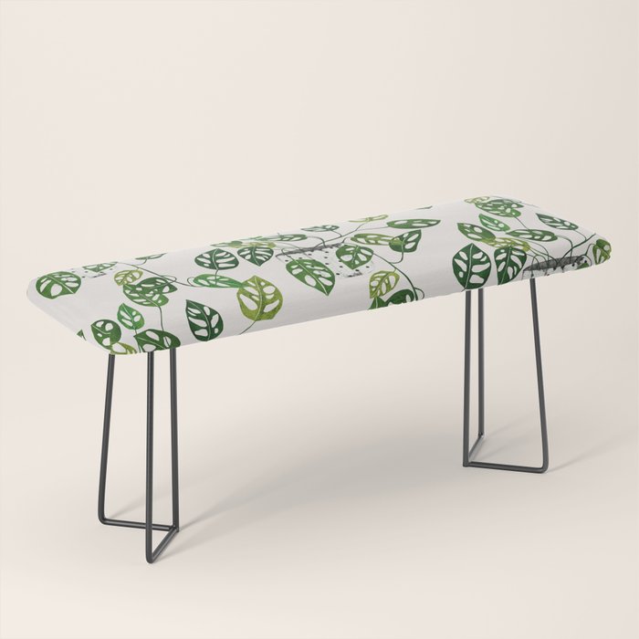 Monstera obliqua interior plant Bench Gallery Image 1