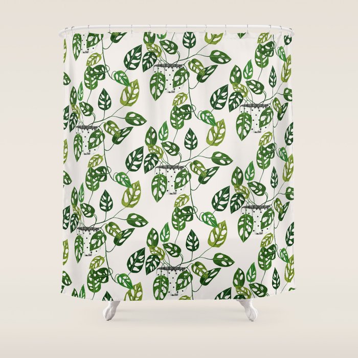 Monstera obliqua interior plant Shower Curtain Gallery Image 1