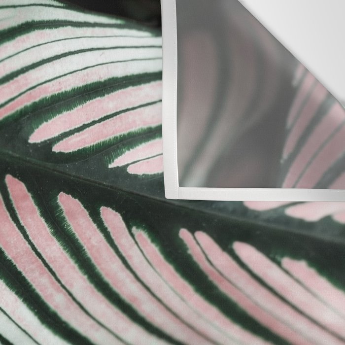 Calathea Whitestar Leaves photography by Ingrid Beddoes  Wall Tapestry Gallery Image 3