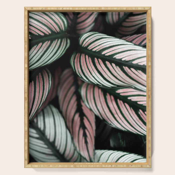 Calathea Whitestar Leaves photography by Ingrid Beddoes  Serving Tray Gallery Image 1