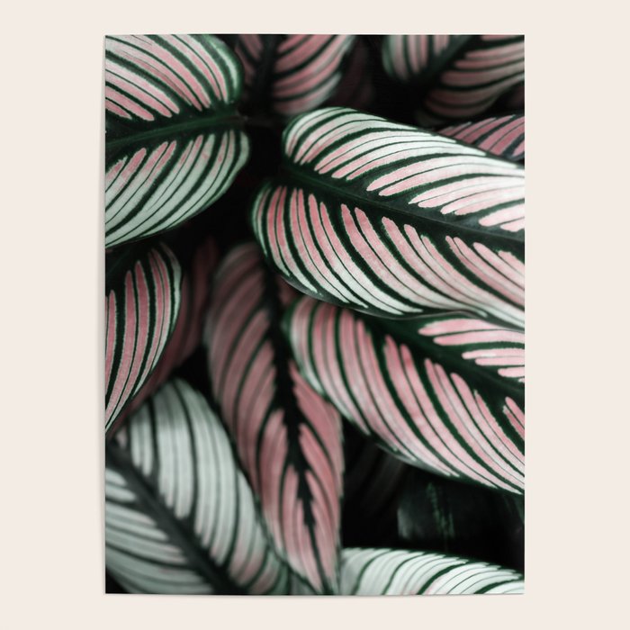 Calathea Whitestar Leaves photography by Ingrid Beddoes  Poster Gallery Image 1