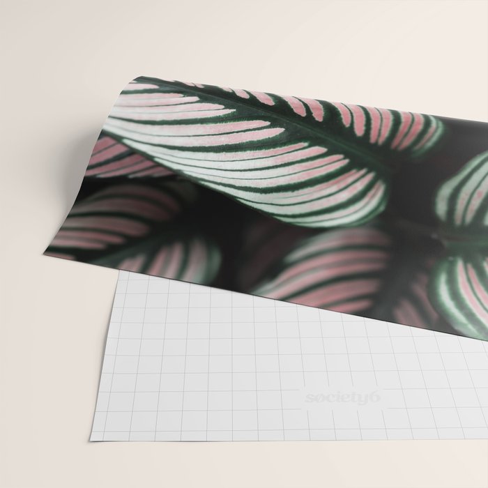 Calathea Whitestar Leaves photography by Ingrid Beddoes  Wrapping Paper Gallery Image 2