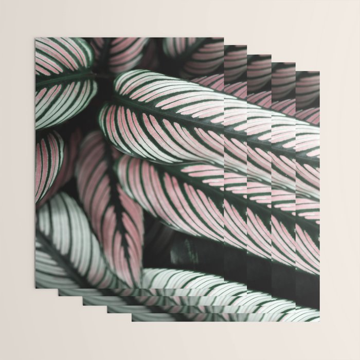 Calathea Whitestar Leaves photography by Ingrid Beddoes  Wrapping Paper Gallery Image 3