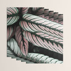 Calathea Whitestar Leaves photography by Ingrid Beddoes  Wrapping Paper Gallery Image 3