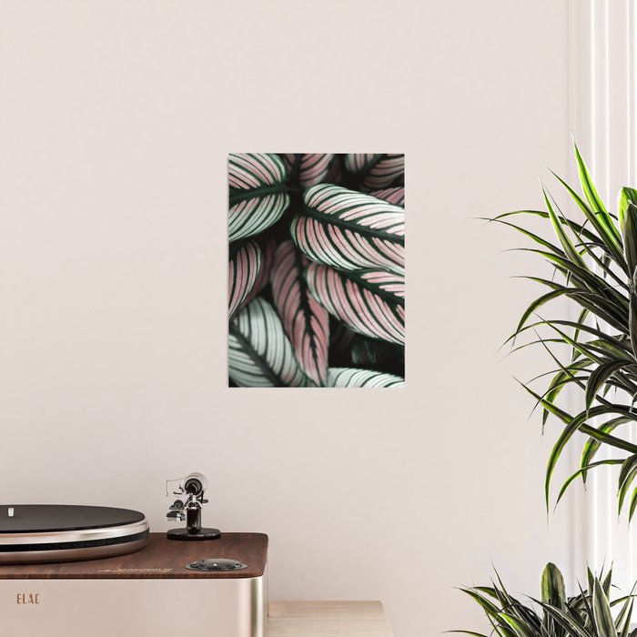 Calathea Whitestar Leaves photography by Ingrid Beddoes  Poster Gallery Image 2