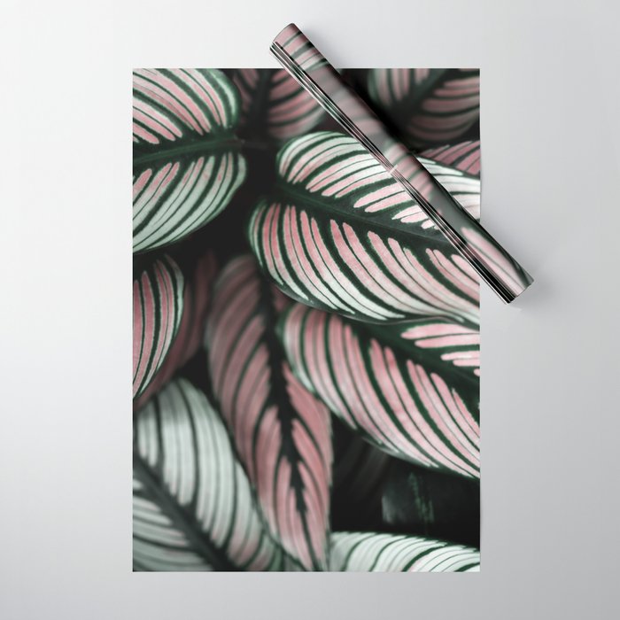 Calathea Whitestar Leaves photography by Ingrid Beddoes  Wrapping Paper Gallery Image 1