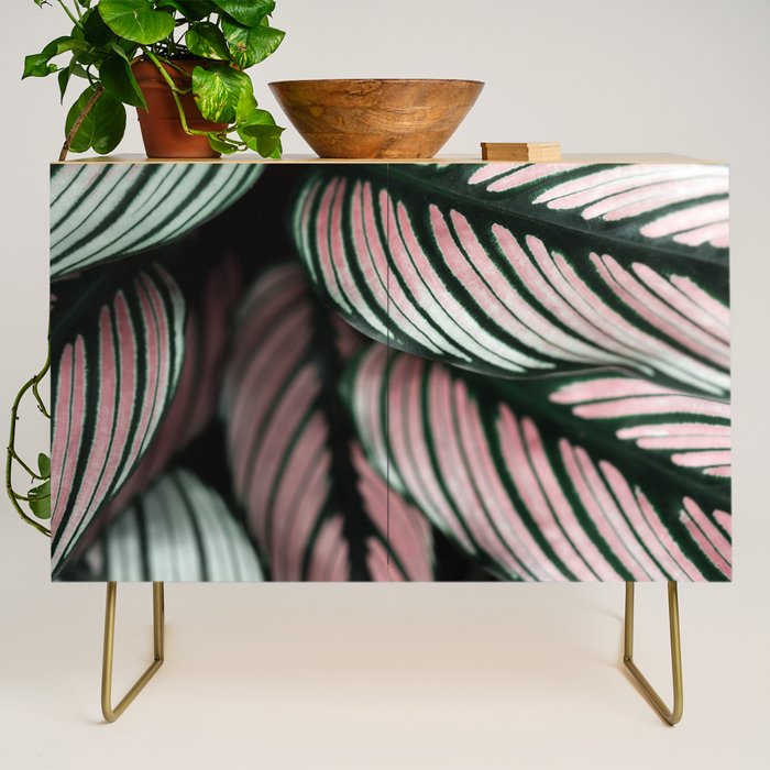 Calathea Whitestar Leaves photography by Ingrid Beddoes  Credenza Gallery Image 1