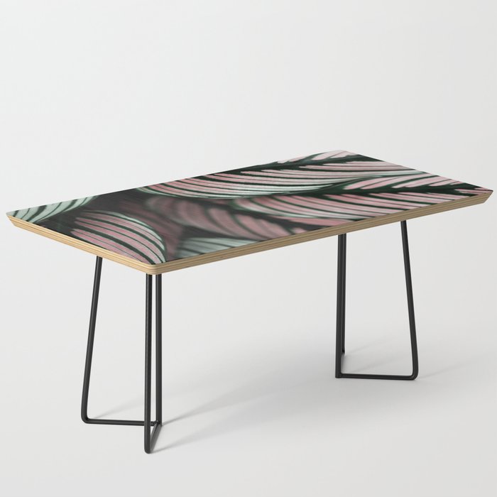 Calathea Whitestar Leaves photography by Ingrid Beddoes  Coffee Table Gallery Image 1