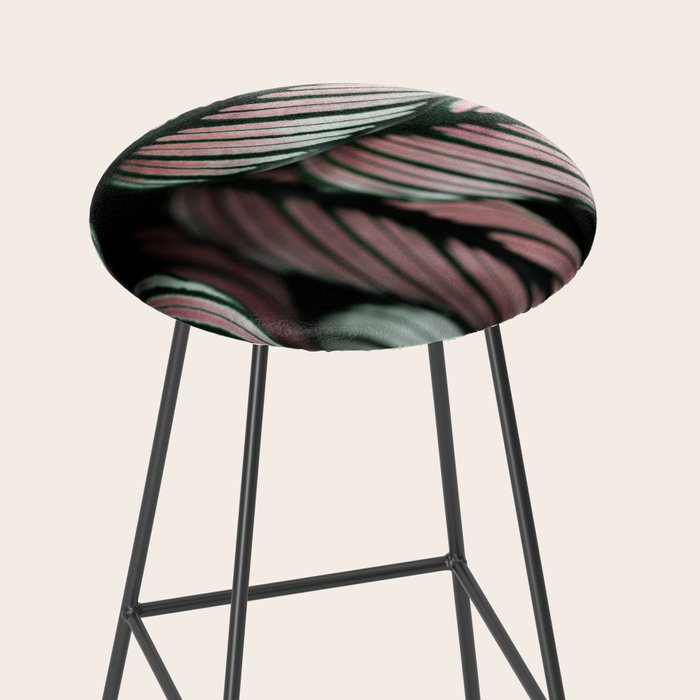 Calathea Whitestar Leaves photography by Ingrid Beddoes  Stool Gallery Image 2