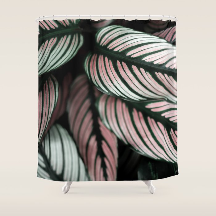 Calathea Whitestar Leaves photography by Ingrid Beddoes  Shower Curtain Gallery Image 1