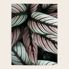 Calathea Whitestar Leaves photography by Ingrid Beddoes  Poster Gallery Image 4