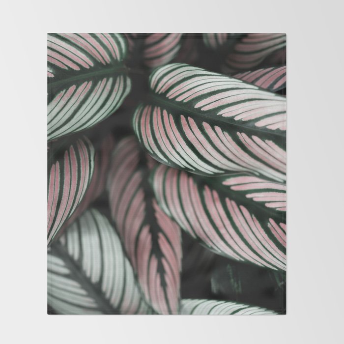 Calathea Whitestar Leaves photography by Ingrid Beddoes  Throw Blanket Gallery Image 2