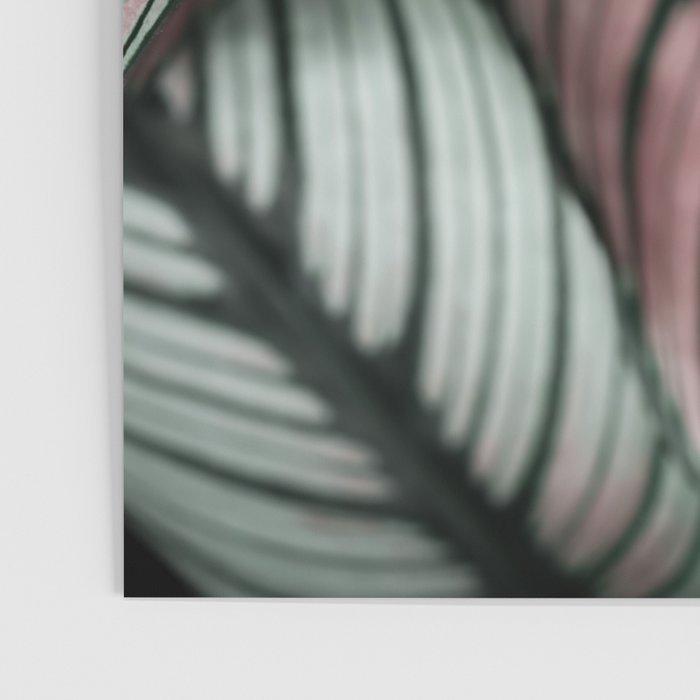Calathea Whitestar Leaves photography by Ingrid Beddoes  Poster Gallery Image 3