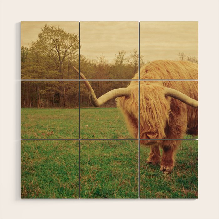 Scottish Highland Steer - regular version Wood Wall Art Gallery Image 1