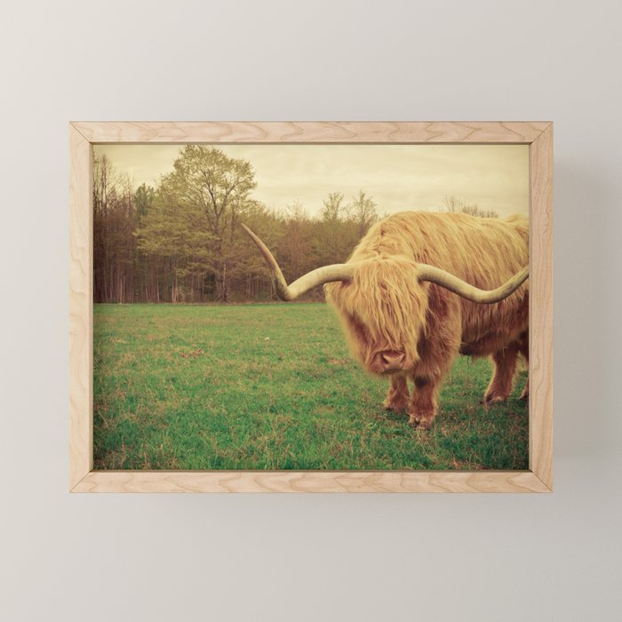Scottish Highland Steer - regular version Mini Art Print Gallery Image 1