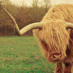 Scottish Highland Steer - regular version Coffee Mug Gallery Image 2