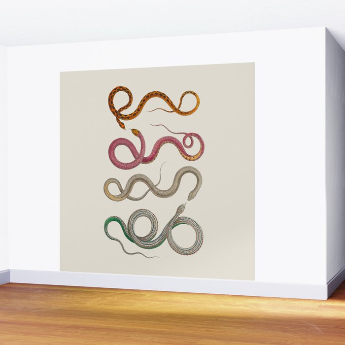 Albertus Seba Snakes Illustration Leopard Snake  Wall Mural Gallery Image 2