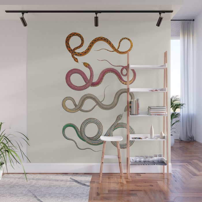 Albertus Seba Snakes Illustration Leopard Snake  Wall Mural Gallery Image 1